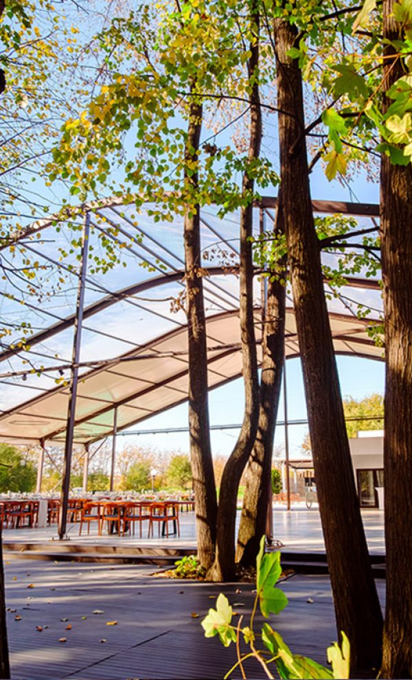 Nunta in padure piscina TreeHouse Lagoon