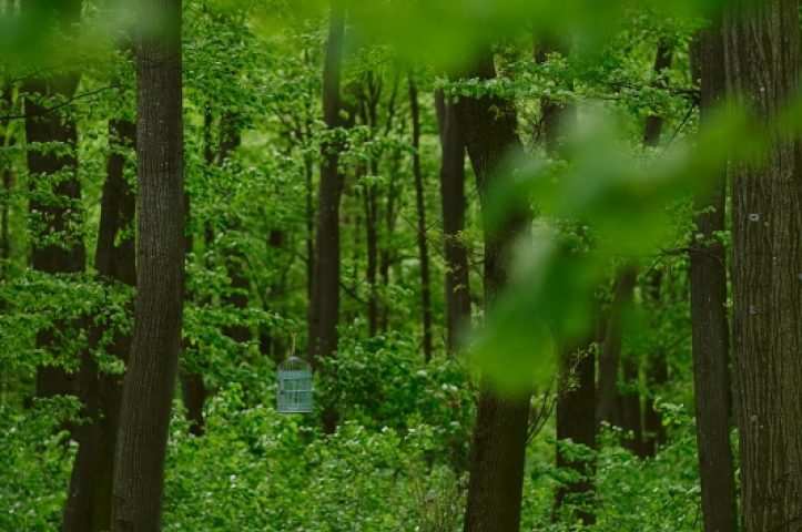 nunta in mijlocul naturii